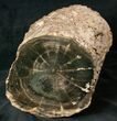 Triassic Aged Woodworthia Petrified Wood Log - lbs #16879-1